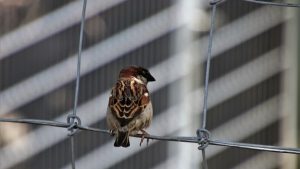 bird
