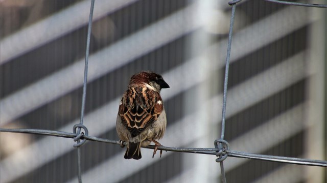 bird