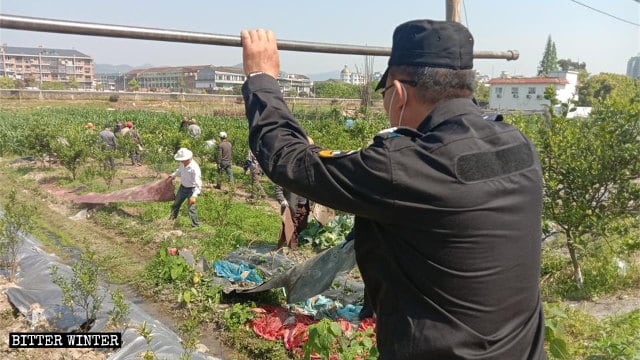 부숴진 창난현의 야채 시렁